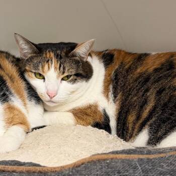 Domestic Short Hair Cats Available for Adoption in Stillwater, Oklahoma - Sweetheart | PetCurious