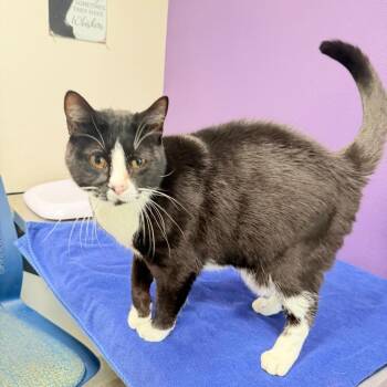 Tip -  Domestic Short Hair Cat for Adoption in Englewood, Florida - Tip | PetCurious