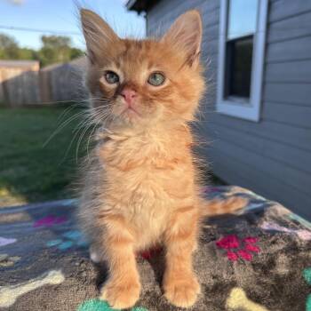 Skipp 26-04-153 -  Domestic Medium Hair Cat for Adoption in Bastrop, Texas - Skipp 26-04-153 | PetCurious