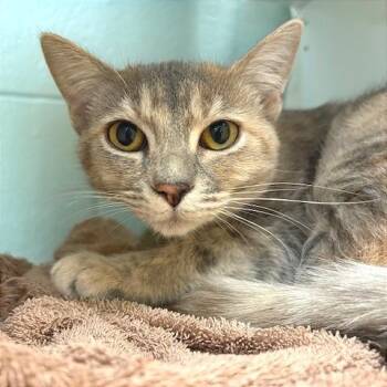 Cece -  Domestic Short Hair Cat for Adoption in Redwood City, California - Cece | PetCurious