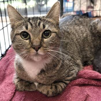 Cece -  Domestic Short Hair Cat for Adoption in Birmingham, Alabama - Cece | PetCurious