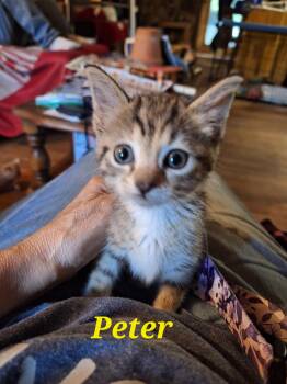 Patty -  Domestic Short Hair Cat for Adoption in Randolph, Alabama - Patty | PetCurious