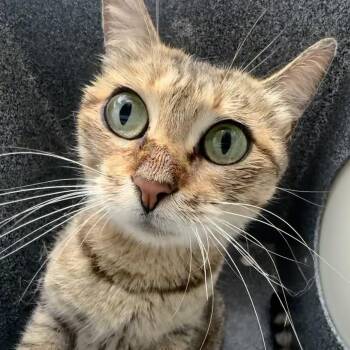 Niles -  Domestic Short Hair Cat Available for Adoption in Birmingham, Alabama - Niles | PetCurious