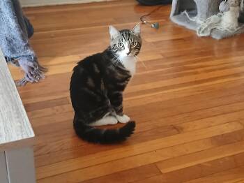Rescue Domestic Short Hair and Tabby Cats for Adoption in New York, New York - Twin *foster Needed* | PetCurious