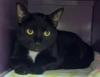 Domestic Short Hair Cats Available for Adoption in Santa Cruz, California - BIG BOY | PetCurious