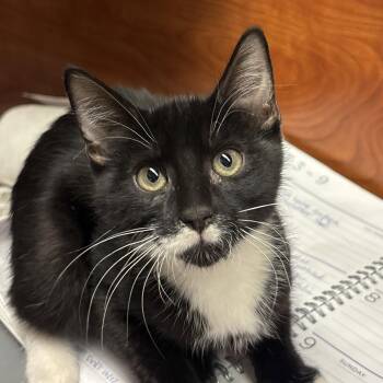 Sir Woolworth -  Domestic Short Hair Cat for Adoption in Sonora, California - Sir Woolworth | PetCurious