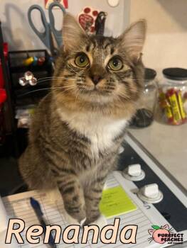 Maine Coon and Domestic Long Hair Cats Available for Adoption - Renanda | PetCurious