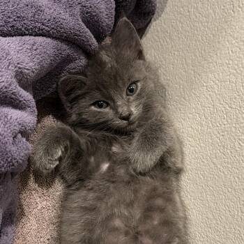 Eeyore -  Domestic Short Hair Cat for Adoption in NEW PT RICHEY, Florida - Eeyore | PetCurious