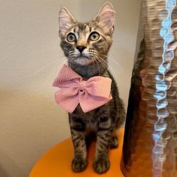 Dixie Sparkle -  Tabby and Domestic Short Hair Cat for Adoption in Friendswood, Texas - Dixie Sparkle | PetCurious