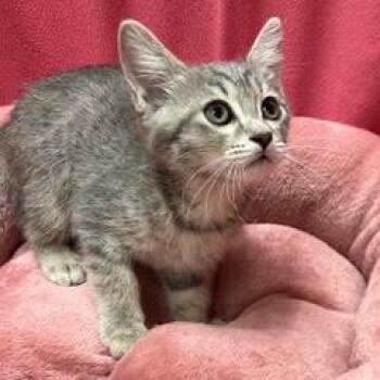 Hazy -  Tabby Cat for Adoption in Green Valley, Arizona - Hazy | PetCurious