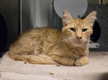 ALADDIN -  Domestic Medium Hair Cat for Adoption in Martinez, California - ALADDIN | PetCurious