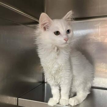 Domestic Medium Hair Cats Available for Adoption in Candler, North Carolina - Zoya | PetCurious