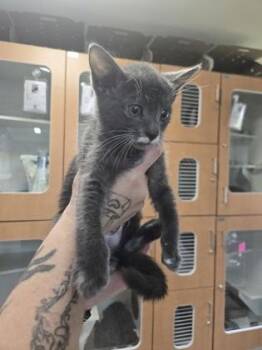 Domestic Short Hair Cats Available for Adoption in Savannah, Georgia - Marie (FIV+) | PetCurious
