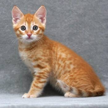 Domestic Short Hair Cats Available for Adoption in Sunnyvale, California - Adzuki | PetCurious