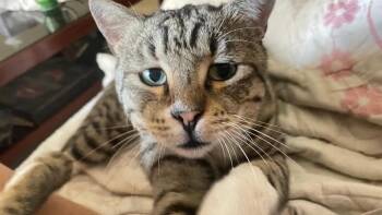 Caesar -  Domestic Short Hair Cat for Adoption in Waltham, Massachusetts - Caesar | PetCurious