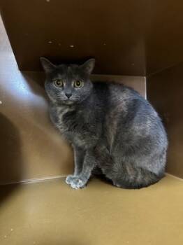 Rescue Domestic Short Hair Cats for Adoption in Seneca, South Carolina - Lola $25 | PetCurious