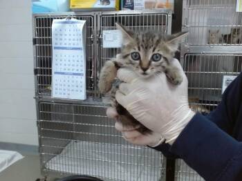 LOTTY -  Domestic Short Hair Cat for Adoption in Salinas, California - LOTTY | PetCurious
