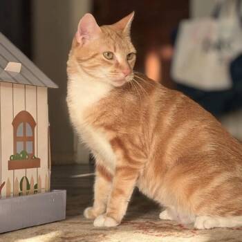 Domestic Short Hair and Tabby Cats Available for Adoption - Avril Taylor | PetCurious