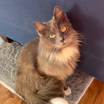 Domestic Long Hair Cats Available for Adoption in Gibsonia, Pennsylvania - Opal | PetCurious