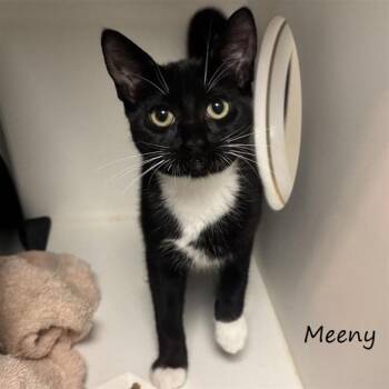 Meeny -  Domestic Short Hair Cat for Adoption in Yucaipa, California - Meeny | PetCurious