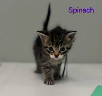 Domestic Short Hair Cats Available for Adoption in Viroqua, Wisconsin - Spinach | PetCurious