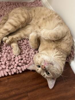 Domestic Short Hair Cats Available for Adoption in Herndon, Virginia - Bernoulli | PetCurious