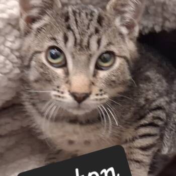 Rescue Domestic Short Hair Cats for Adoption in Layton, Utah - Horton | PetCurious