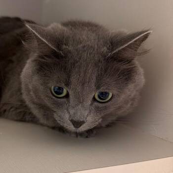 Domestic Short Hair Cats Available for Adoption in Floresville, Texas - Foxy | PetCurious