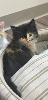 MARY -  Domestic Medium Hair Cat for Adoption in St. Peters, Missouri - MARY | PetCurious