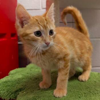 Miller -  Tabby and Domestic Short Hair Cat Available for Adoption in Smithfield, North Carolina - Miller | PetCurious