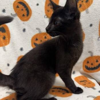 Michael Scott -  Domestic Short Hair Cat for Adoption in Janesville, Wisconsin - Michael Scott | PetCurious