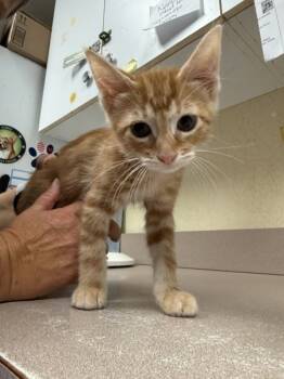 Rescue Domestic Short Hair Cats for Adoption in Salisbury, Maryland - Mr. Brightside | PetCurious