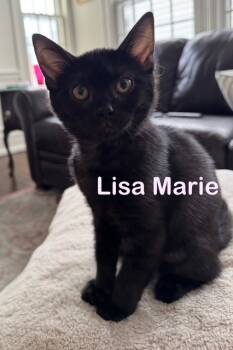 Rescue Domestic Short Hair Cats for Adoption in New Bern, North Carolina - Lisa Marie Kitten | PetCurious