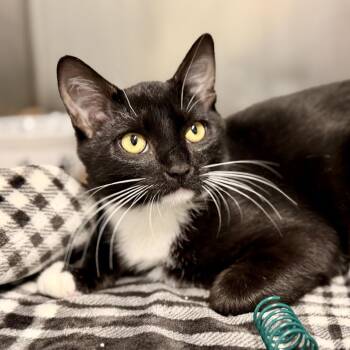 Candy -  Domestic Short Hair Cat for Adoption in Jackson Township, New Jersey - Candy | PetCurious