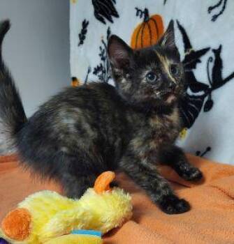 Ravenna -  Tortoiseshell Cat for Adoption in Bucyrus, Ohio - Ravenna | PetCurious