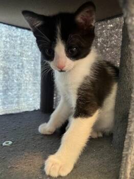 Domestic Short Hair Cats Available for Adoption in Palo Alto, California - BILLY | PetCurious