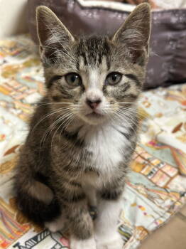 Rescue Tabby and Tuxedo Cats for Adoption in Cypress, Texas - NAPSTER | PetCurious