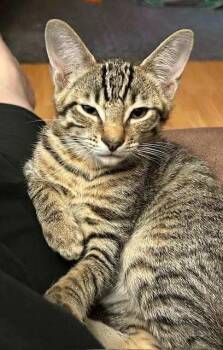 Rescue Domestic Short Hair Cats for Adoption in Abbotsford, British Columbia - Tiger(Lily) | PetCurious
