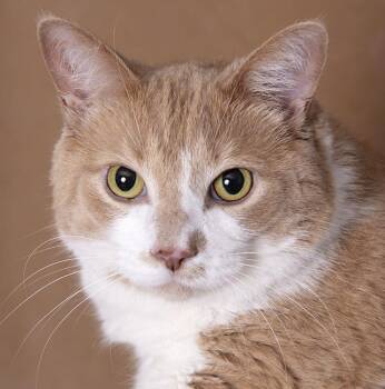 Sparky -  Domestic Short Hair Cat for Adoption in Chicago, Illinois - Sparky | PetCurious