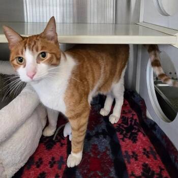 Quick Draw McGraw DAP -  Domestic Short Hair Cat for Adoption in Denver, Colorado - Quick Draw McGraw DAP | PetCurious