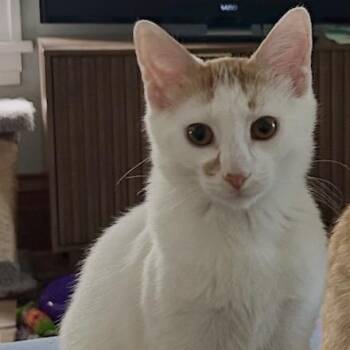 Scooter C11291 -  Domestic Short Hair Cat for Adoption - Scooter C11291 | PetCurious