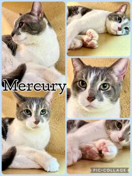 MERCURY -  Tabby Cat for Adoption in Lawton, Oklahoma - MERCURY | PetCurious