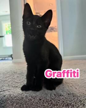 Graffiti -  Domestic Short Hair Cat for Adoption in Carrollton, Virginia - Graffiti | PetCurious