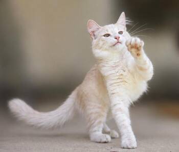 Pèche (Pesh) (On Hold) -  Domestic Long Hair and Tabby Cat for Adoption in Ocean Springs, Mississippi - Pèche (Pesh) (On Hold) | PetCurious
