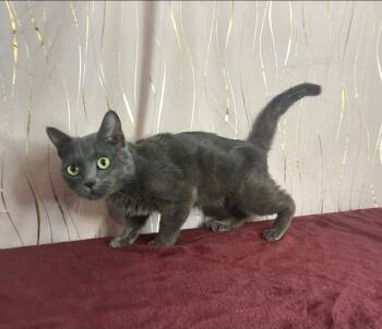 Rescue Russian Blue Cats for Adoption in Long Beach, Mississippi - Bubba Blue | PetCurious