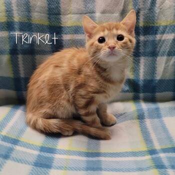 Domestic Short Hair Cats Available for Adoption - Trinket | PetCurious