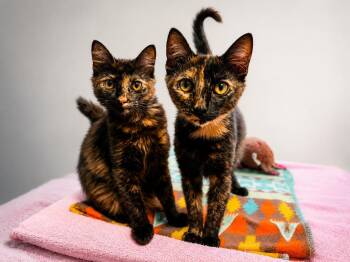 Wonton -  Domestic Short Hair Cat for Adoption in Sebastian, Florida - Wonton | PetCurious