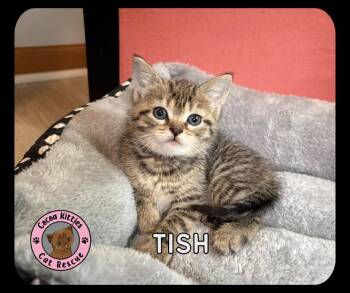 Domestic Short Hair Cats Available for Adoption in Hershey, Pennsylvania - Tish | PetCurious