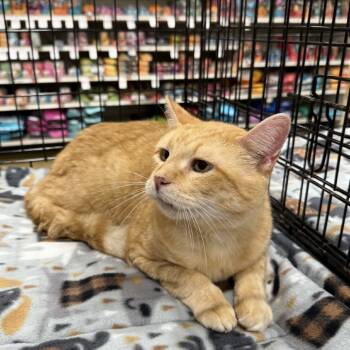 Rescue Domestic Short Hair Cats for Adoption in Williston, Florida - Crookshanks | PetCurious