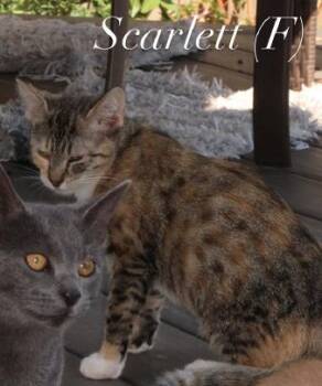 Domestic Short Hair Cats Available for Adoption in Herndon, Virginia - Scarlet | PetCurious